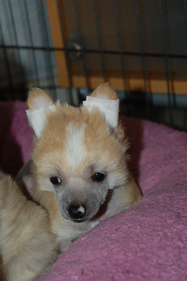 1044078_10200094156303764_1795408456_n