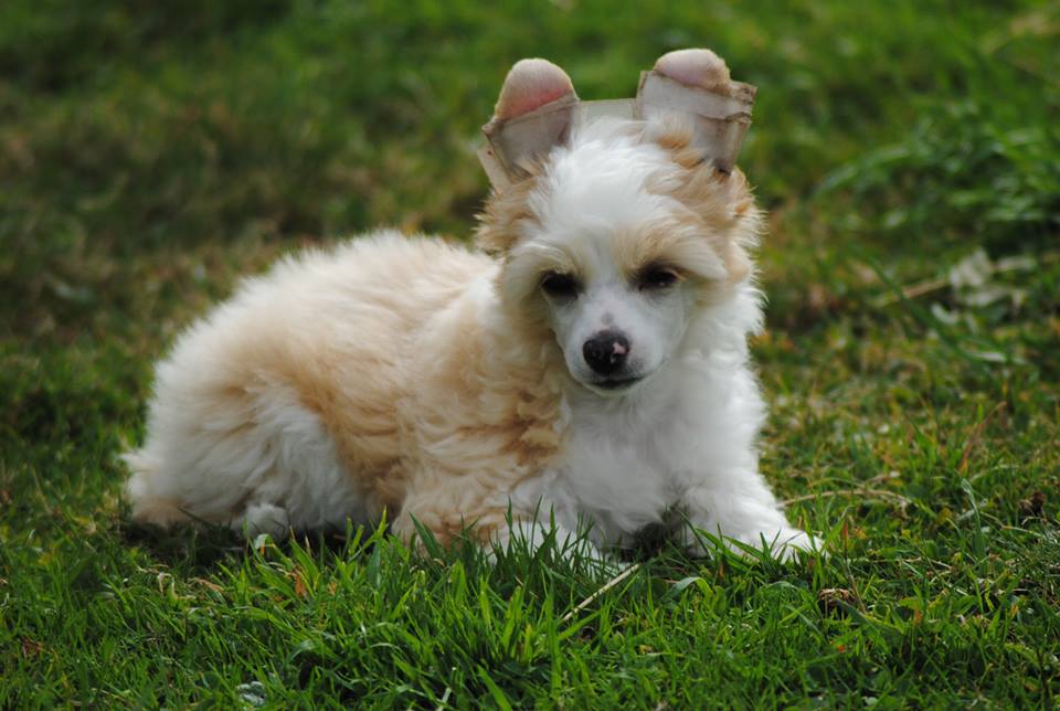 1150423_10200255372254062_1450538786_n