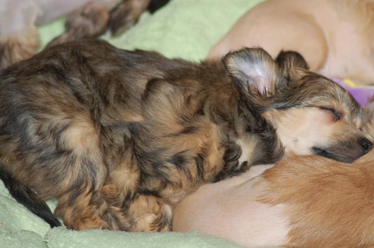 12469461_10205370073278391_7022351944658185097_o