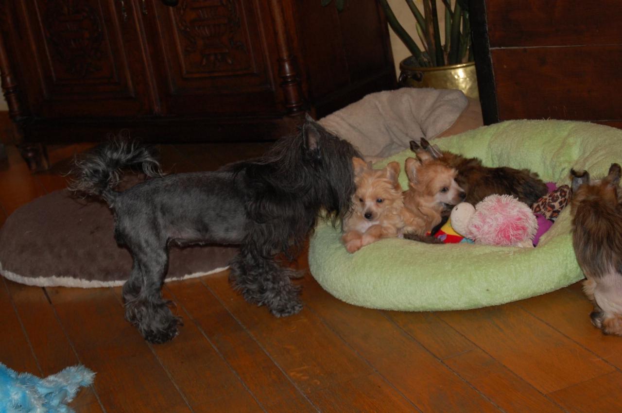 12493729_10205410695373918_8891006086470470092_o