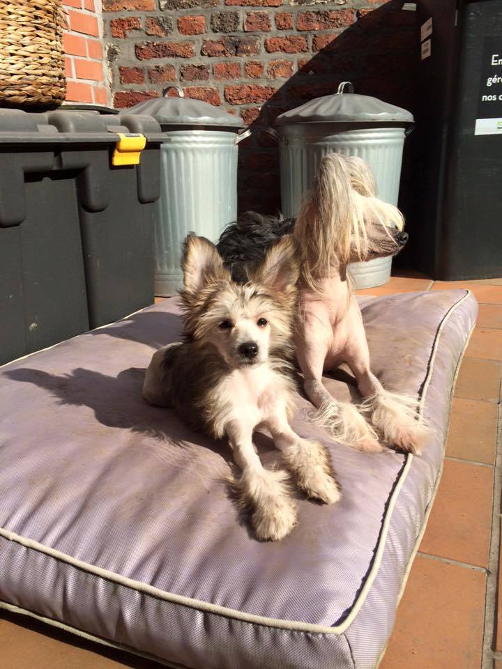 12799208_1735131096698753_6163639462882143499_n