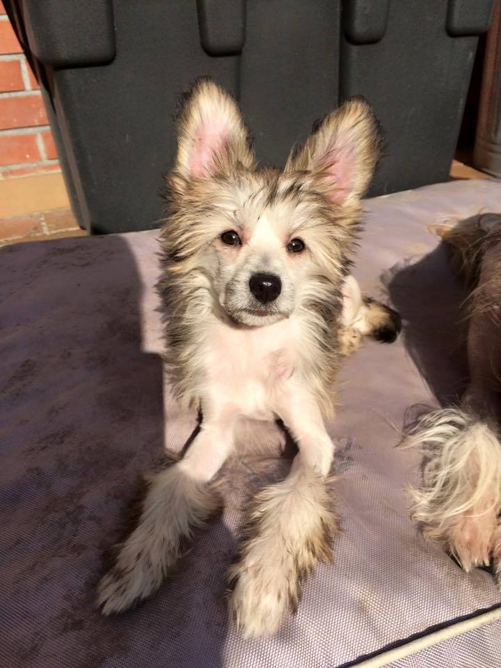 12801394_1735131130032083_4066932536457231893_n