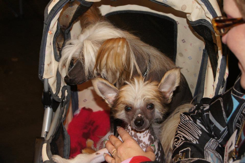 522747_321911501223643_1110075964_n[1]