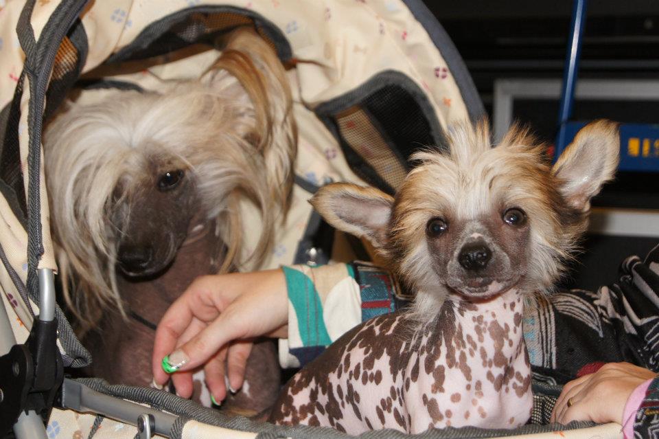 547318_321911627890297_1204399525_n[1]