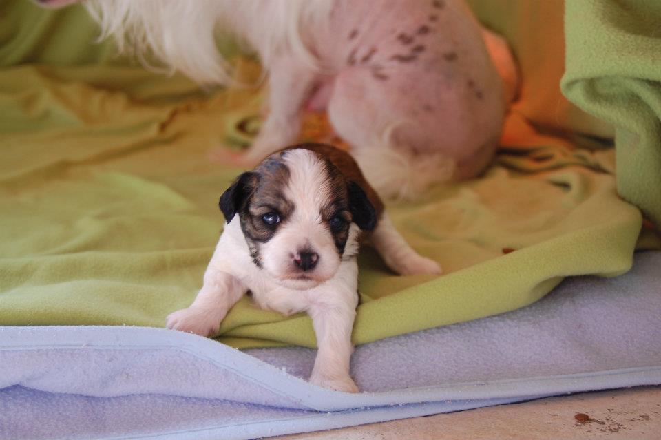 554651_2896747424863_1445696847_32060165_468270430_n[1]