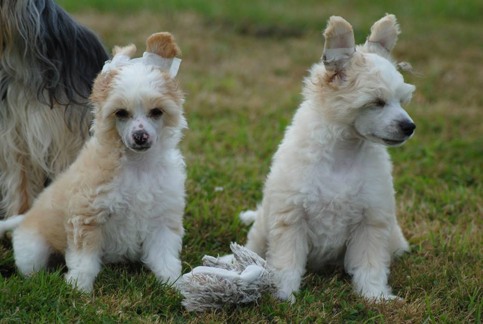 970640_10200206738038237_699974413_n