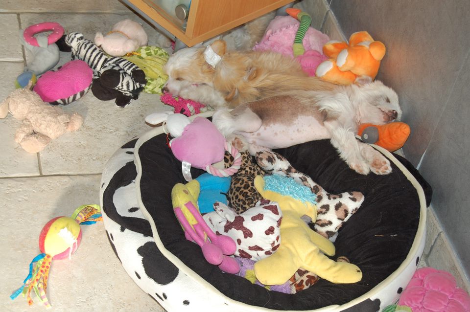 992922_10200191379454282_661513176_n