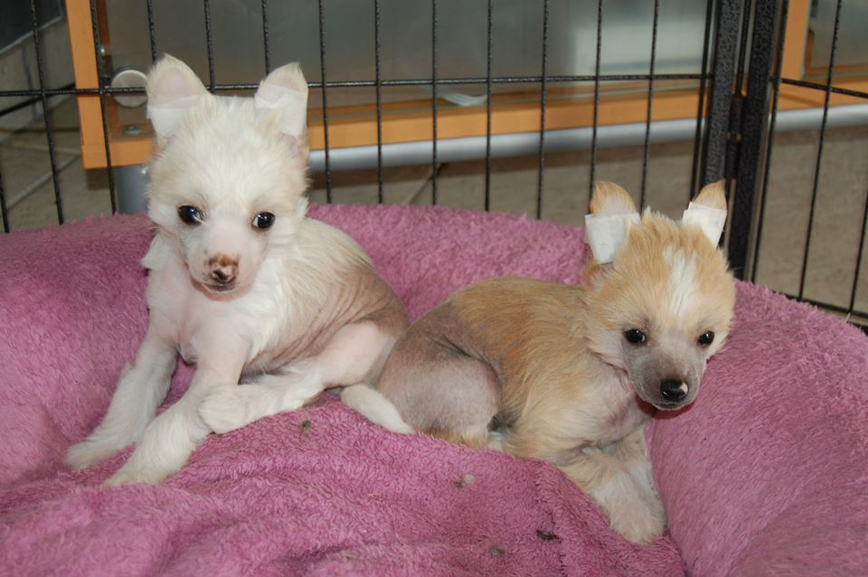 993594_10200094157063783_860714314_n