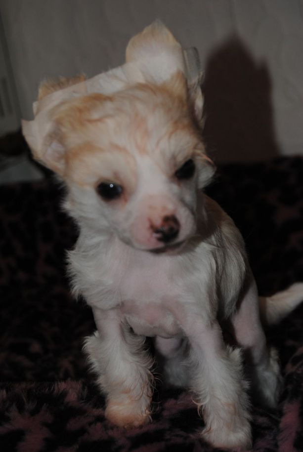 dogs_db7fcb8935e4b73eb19252eefc142bd2