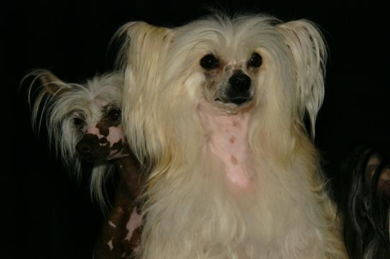 Pépito fait son timide