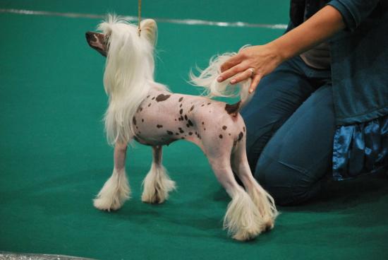 Notre Game girl attend....