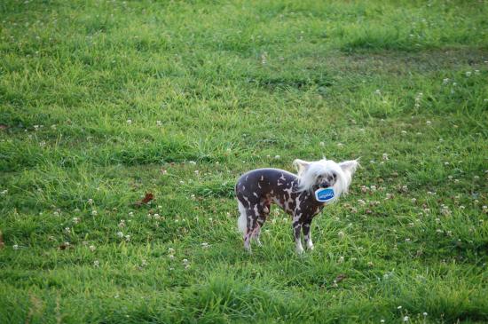 Quoi, moi??? J'ai rien volé???!!!
