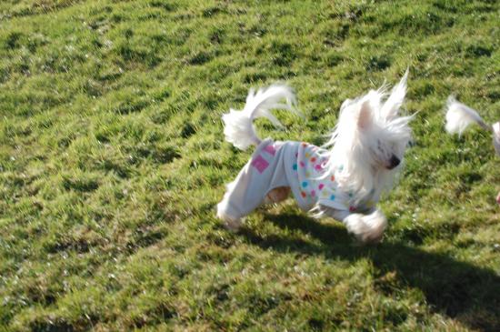 Gimy en pleine course