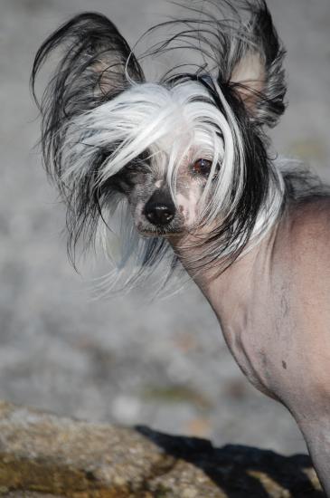 Cheveux dans le vent