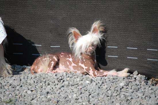 A le soleil...quel joie pour un chinois....