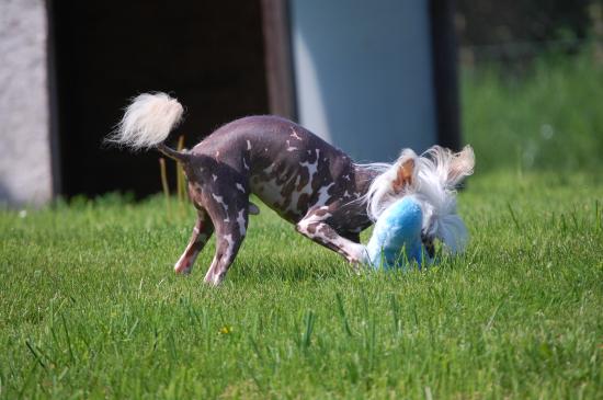 La chasse du pinpin bleu