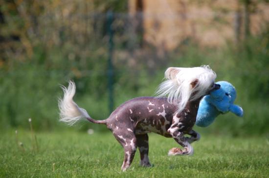 L'attaque du lapin bleu