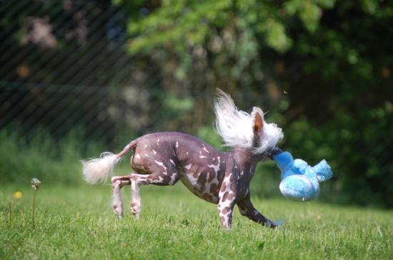 la chasse au lapin bleu..