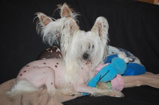 Après le lapin bleu de Pépito, la libellule géante....