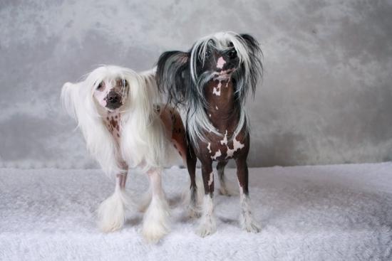 quelques photos prisent en studio....