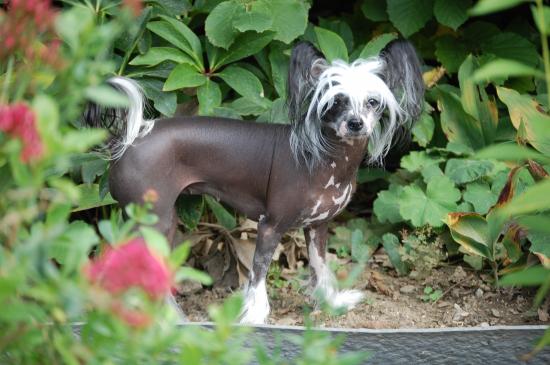Mystik, notre petite nue de 4 ans qui prend le soleil, notre première championne.