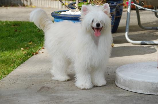 Aika encore blanche comme neige qui au fil des ans devient une très jolie roussette, les joies de la houpette, le changement de