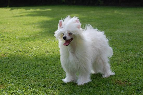 Aika notre petite houppette de bientôt 3 ans, championne de france 2009