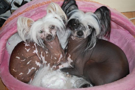 Amoureux pour toujours..