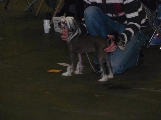 Hollande,notre Mystik qui a fait reserve avec son handleur du jour, mon petit mari..bravo