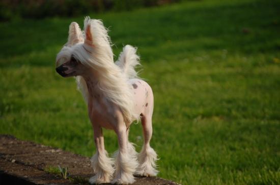 "Cheveux" au vent...