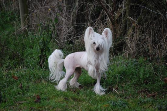 Comme un petit cheval..