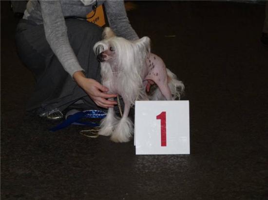 Hollande, Bravo Gimy