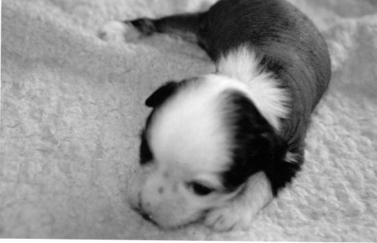 Ses premières minutes...