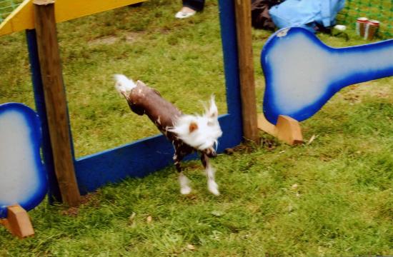 Pépito et l'agility...