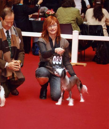 Mystik grande gagnante de la nationale d'élevage de Bourges 2008, cac, cacib