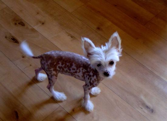 Pépito à son arrivée...